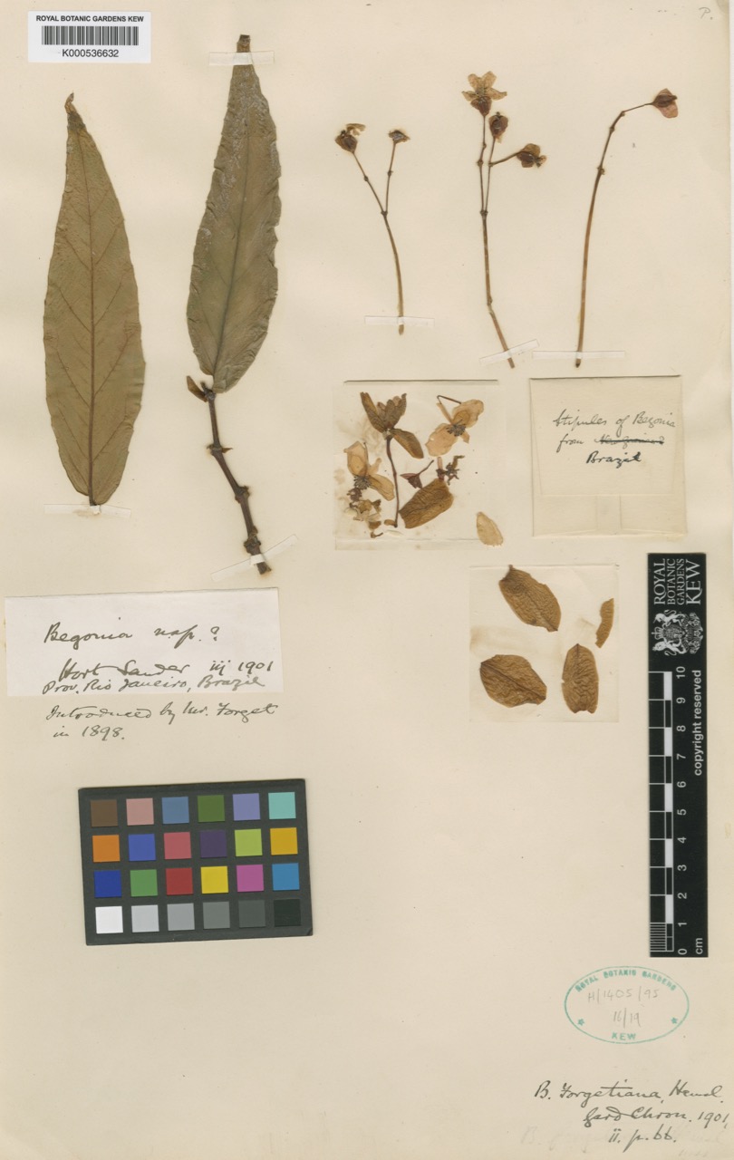 B. forgetiana